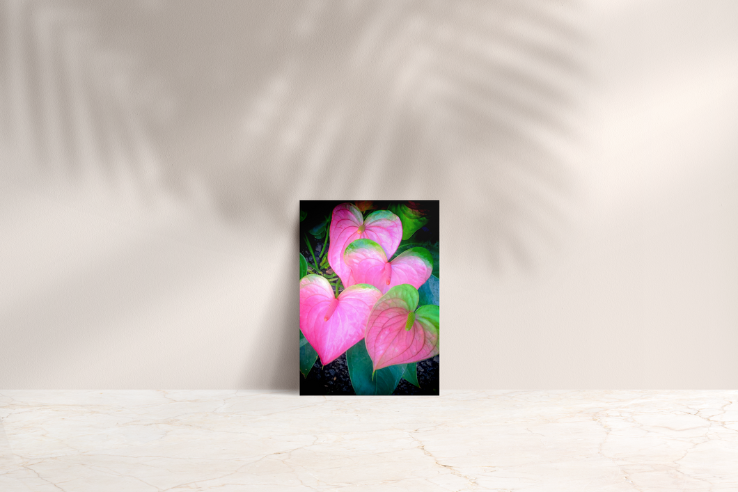 Pink anthurium, Waikiki, Oahu, Hawaii, Folded Note Card, Image