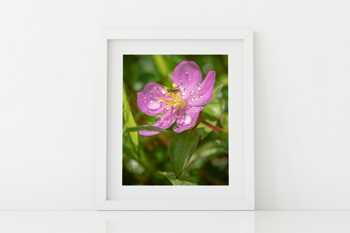 Tiny insect, purple flower, raindrops, rainforest, Oahu, Hawaii, Matted Photo Print, image
