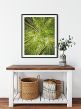 Load image into Gallery viewer, Abstract photography, green bamboo, sky view, Lulumahu Falls, Oahu, Hawaii, Framed Matted Photo Print, Entryway Interior, Image
