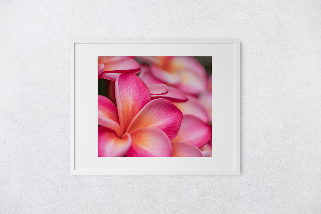 Pink, Orange, Plumeria Flowers Blooming, Oahu, Hawaii, Matted Photo Print, Image