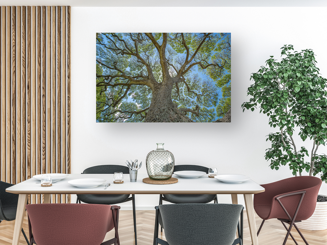Monkeypod Tree, Sprawling Branches, Moanalua Gardens, Oahu, Hawaii, Metal Art Print, Dining Room Interior, Image