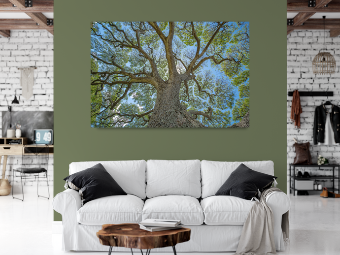 Monkeypod Tree, Sprawling Branches, Moanalua Gardens, Oahu, Hawaii, Metal Art Print, Living Room Interior, Image