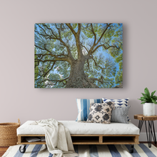 Load image into Gallery viewer, Monkeypod Tree, Sprawling Branches, Moanalua Gardens, Oahu, Hawaii, Metal Art Print, Living Room Interior, Image
