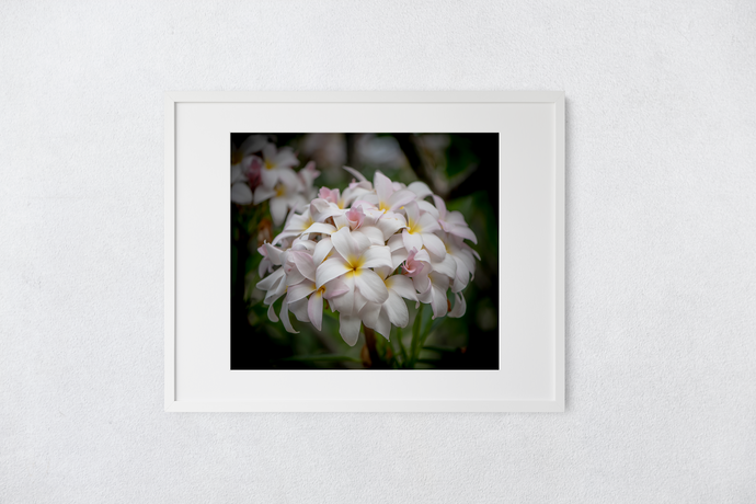 White, Pink, plumeria flowers, bouquet, Oahu, Hawaii, Matted Photo Print, Image