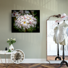 Load image into Gallery viewer, White, Pink, plumeria flowers, bouquet, Oahu, Hawaii, Metal Art Print, Bedroom, Dressing Room Interior, Image
