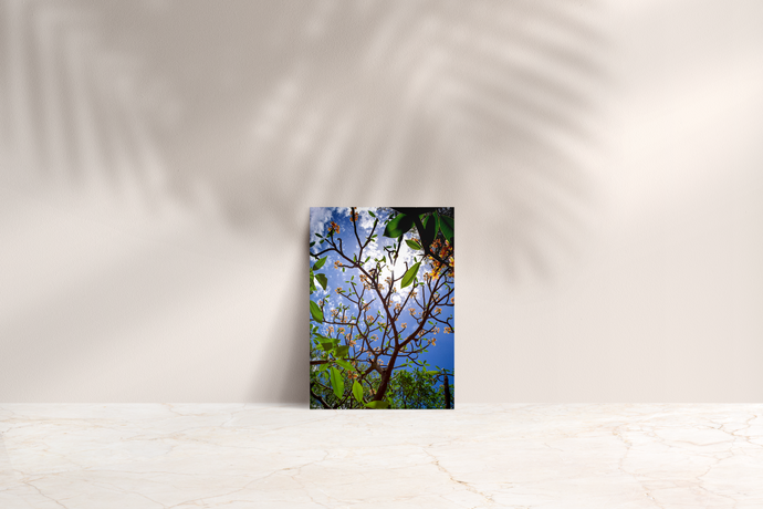 Plumeria tree, Branches, Green Leaves, Yellow Flowers, Blue Sky, Foster Botanical Garden, Oahu, Hawaii, Folded Note Card, Image