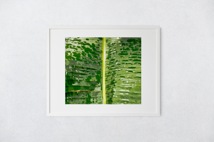 Closeup, Abstract, Green Leaf, Raindrops, Kaneohe, Oahu, Hawaii, Matted Photo Print, Image