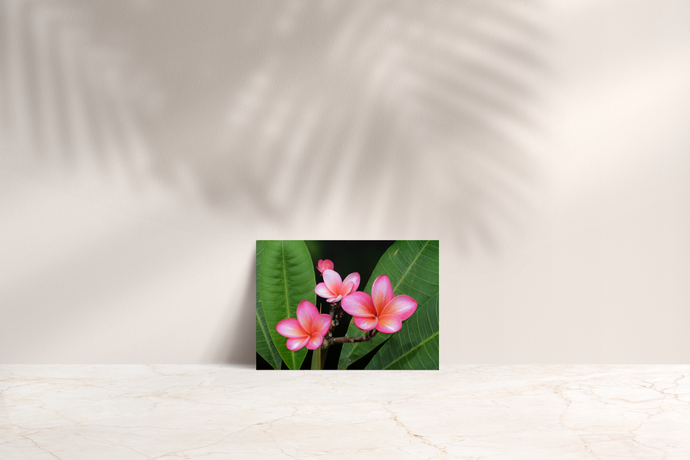 Pink Plumeria Flowers, Green Leaves, Oahu, Hawaii, Folded Note Card, Image