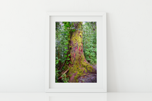 Load image into Gallery viewer, Yellow moss covered tree, lush rainforest Manoa Valley, Oahu, Hawaii, Matted Photo Print, Image
