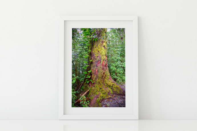 Yellow moss covered tree, lush rainforest Manoa Valley, Oahu, Hawaii, Matted Photo Print, Image