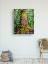 Load image into Gallery viewer, Yellow moss covered tree, lush rainforest Manoa Valley, Oahu, Hawaii, Metal Art Print, Entryway Interior, Image
