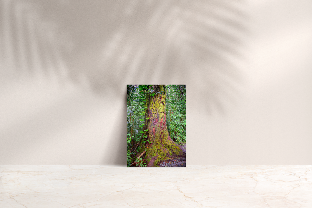 Yellow moss covered tree, lush rainforest Manoa Valley, Oahu, Hawaii, Folded Note Card, Image