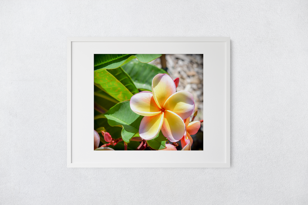 Pastel pink, yellow, plumeria flower, Oahu, Hawaii, Matted Photo Print, Image