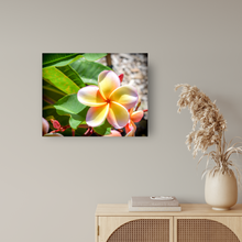 Load image into Gallery viewer, Pastel pink, yellow, plumeria flower, Oahu, Hawaii, Metal Art Print, Entryway Interior, Image
