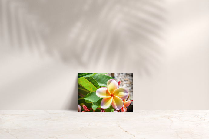 Pastel pink, yellow, plumeria flower, Oahu, Hawaii, Folded Note Card, Image