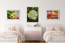 Load image into Gallery viewer, Pastel pink, yellow, plumeria flower, Oahu, Hawaii, White Plumerias, Flowers, Leaves, Yellow Frond, Green Leaf, Pink and Yellow, Plumeria, Flower Petals, Macro, Closeup Kids&#39; Room Interior, Matted Photo Print, Image
