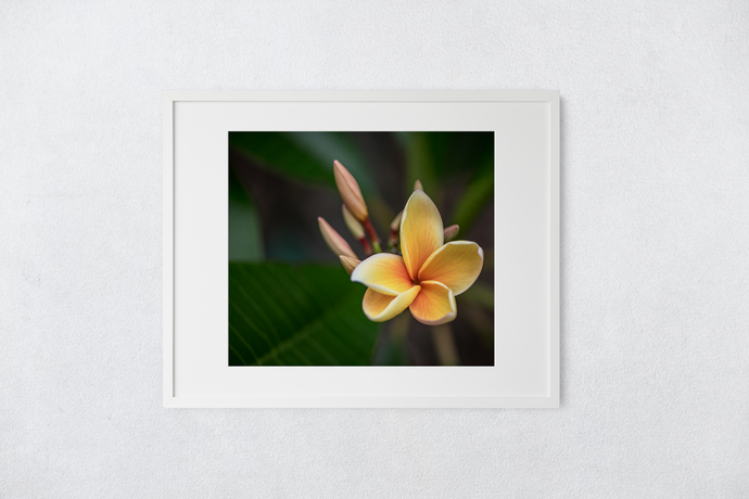 Yellow, Plumeria, Flower, Oahu, Hawaii, Matted Photo Print, Image