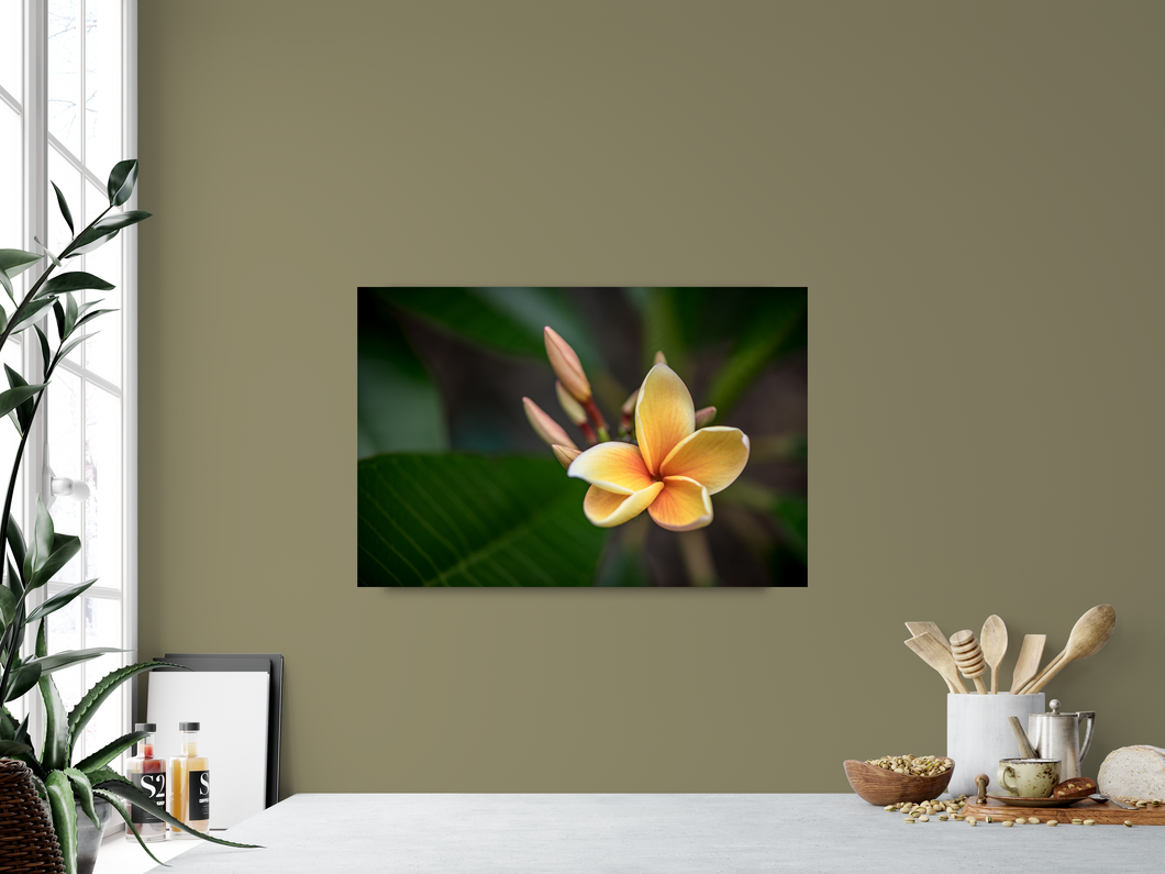 Yellow, Plumeria, Flower, Oahu, Hawaii, Metal Art Print, Interior Kitchen, Image