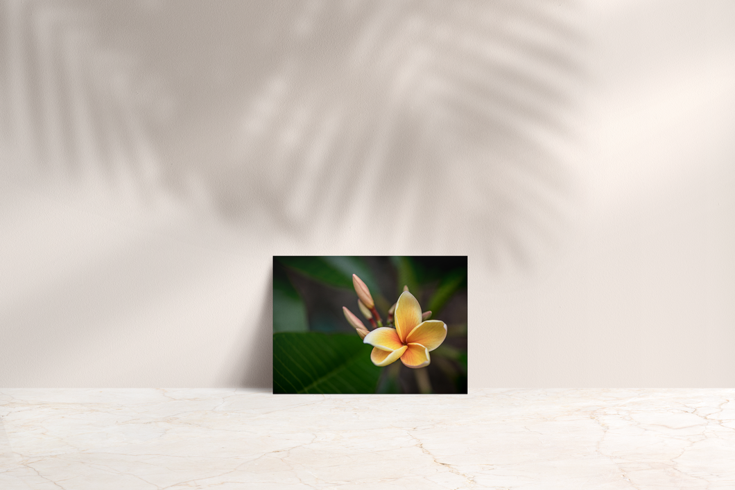 Yellow, Plumeria, Flower, Oahu, Hawaii, Folded Note Card, Image