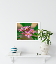 Load image into Gallery viewer, Pink, Plumeria, Flowers, Oahu, Hawaii, Framed Matted Photo Print, Interior Entryway, Image
