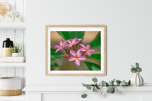 Load image into Gallery viewer, Pink, Plumeria, Flowers, Oahu, Hawaii, Framed Matted Photo Print, Interior Entryway,  Image
