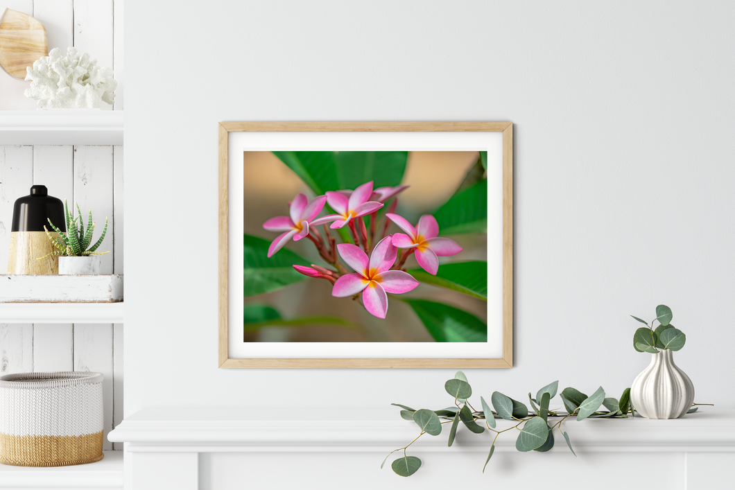 Pink, Plumeria, Flowers, Oahu, Hawaii, Framed Matted Photo Print, Interior Entryway, Image