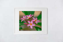 Load image into Gallery viewer, Pink, Plumeria, Flowers, Oahu, Hawaii, Matted Photo Print, Image
