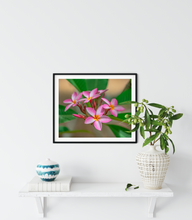 Load image into Gallery viewer, Pink, Plumeria, Flowers, Oahu, Hawaii, Framed Matted Photo Print, Interior Entryway,  Image
