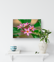 Load image into Gallery viewer, Pink, Plumeria, Flowers, Oahu, Hawaii, Metal Art Print, Interior Entryway, Image
