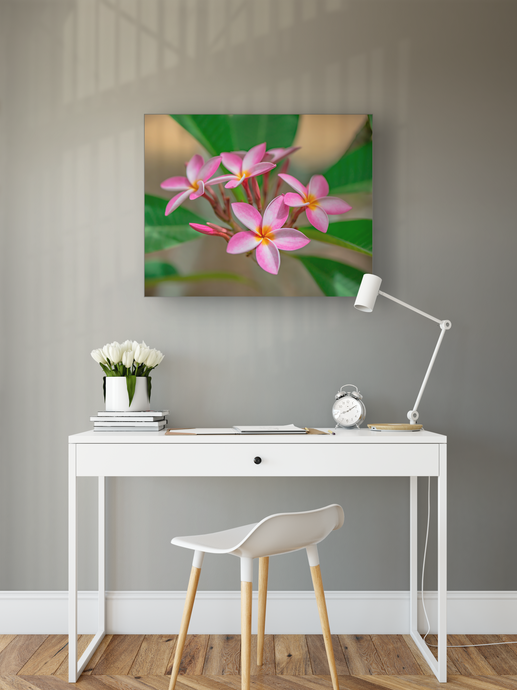 Pink, Plumeria, Flowers, Oahu, Hawaii, Metal Art Print, Office Interior, Image