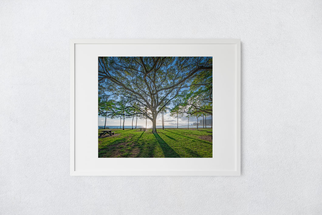Tree, Branches, Beach Park, Ocean, Sun, Shadows, Waikiki, Oahu, Hawaii, Matted Photo Print, Image