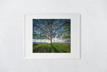 Load image into Gallery viewer, Tree, Branches, Beach Park, Ocean, Sun, Shadows, Waikiki, Oahu, Hawaii, Matted Photo Print, Image
