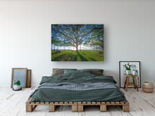 Load image into Gallery viewer, Tree, Branches, Beach Park, Ocean, Sun, Shadows, Waikiki, Oahu, Hawaii, Metal Art Print, Bedroom Interior, Image
