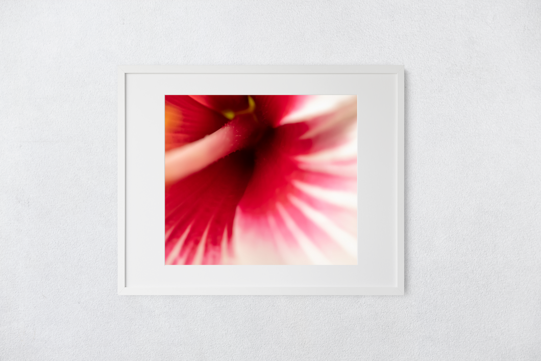 White and Fuchsia Hibiscus Flower, Macro photography, Oahu, Hawaii, Framed Matted Photo Print, Image