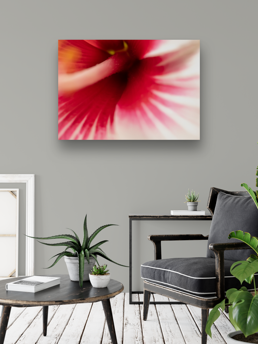 White and Fuchsia Hibiscus Flower, Macro photography, Oahu, Hawaii, Metal Art Print, Living Room Interior, Image