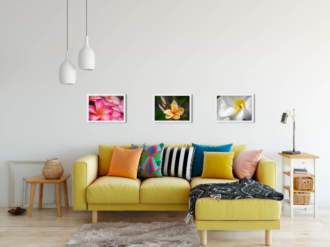 Pink, Orange, Plumeria Flowers Blooming, Oahu, Hawaii, Framed Matted Photo Print, Interior Living Room, Image