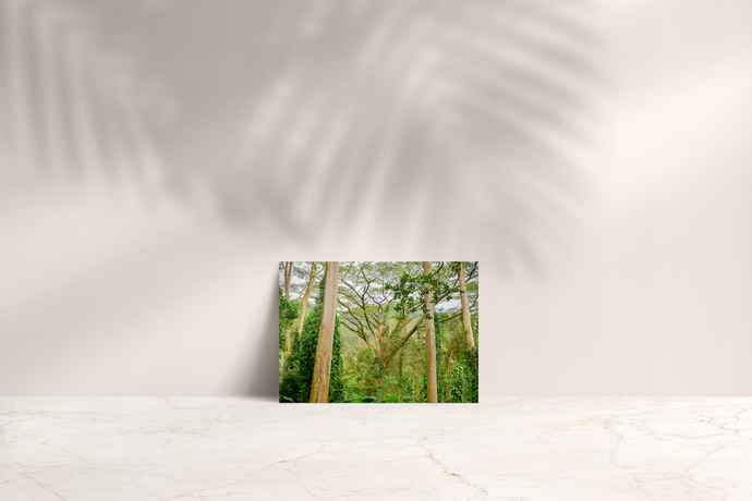 Trees, Lush Vegetation, Manoa Valley, Oahu, Hawaii, Folded Note Card, Image