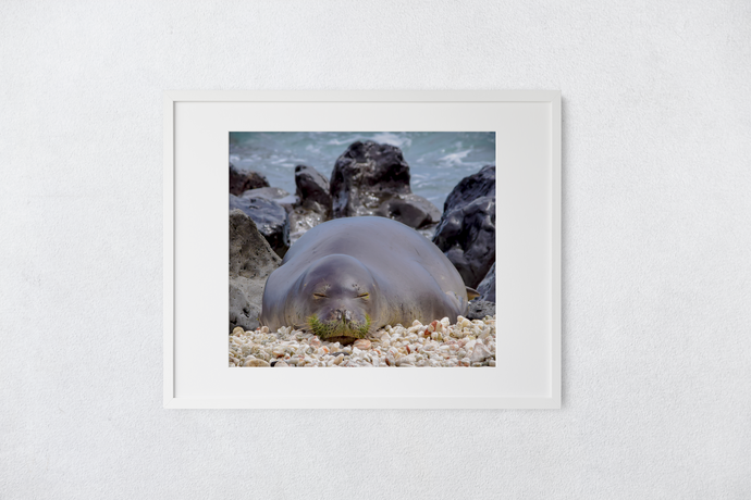 Hawaiian Monk Seal, Coral, Rocks, Ocean, Ka'ena Point, Oahu, Hawaii, Matted Photo Print, Image