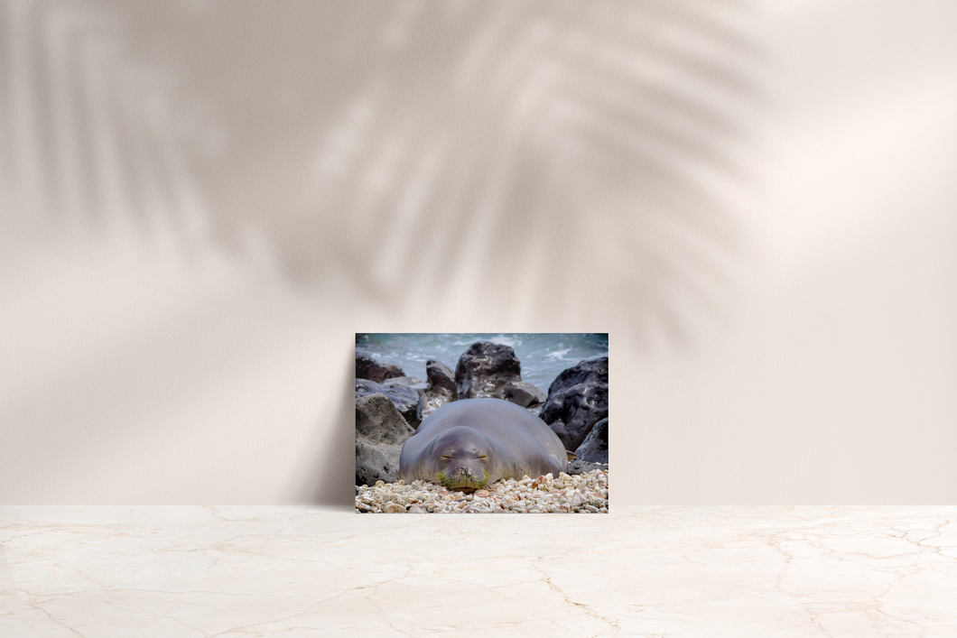 Hawaiian Monk Seal, Coral, Rocks, Ocean, Ka'ena Point, Oahu, Hawaii, Folded Note Card, Image