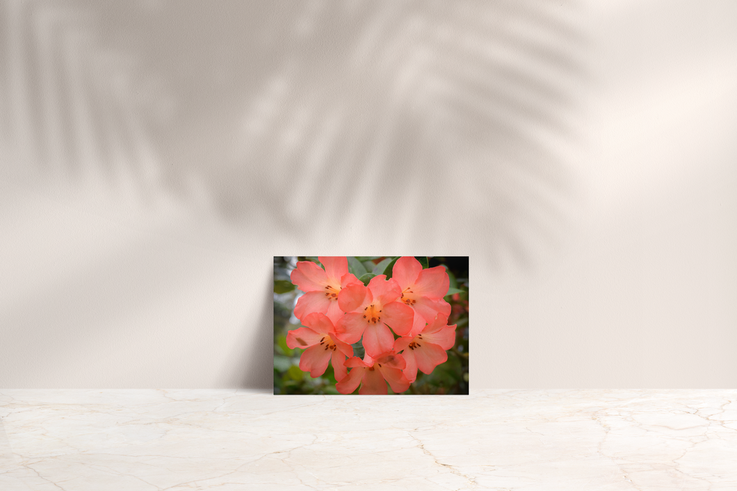 Orange-Pink, Flowers, Heart Shaped, Manoa Falls, Oahu, Hawaii, Folded Note Card, Image