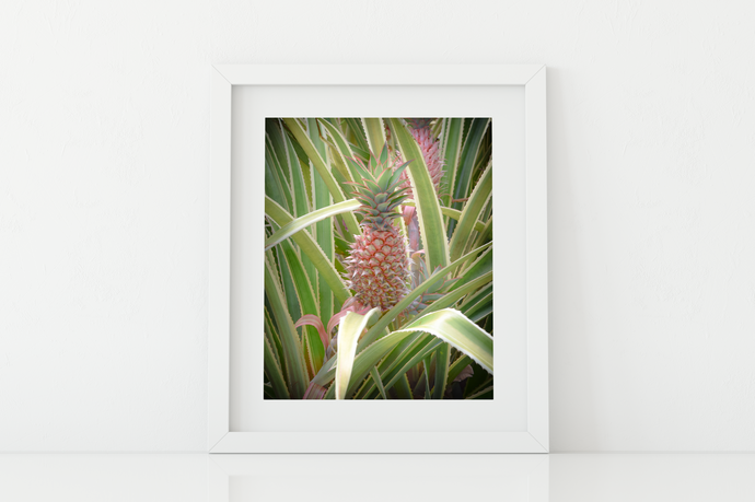 Pink pineapple, leaves, Oahu, Hawaii, Matted Photo Print, Image