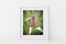 Load image into Gallery viewer, Pink pineapple, leaves, Oahu, Hawaii, Matted Photo Print, Image
