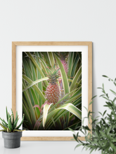 Load image into Gallery viewer, Pink pineapple, leaves, Oahu, Hawaii, Framed Matted Photo Print, Kitchen Interior, Image
