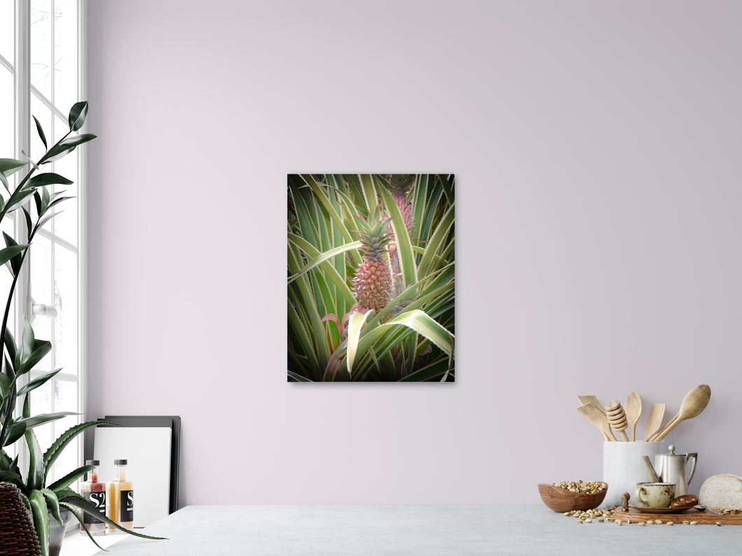 Pink pineapple, leaves, Oahu, Hawaii, Metal Art Print, Kitchen Interior, Image