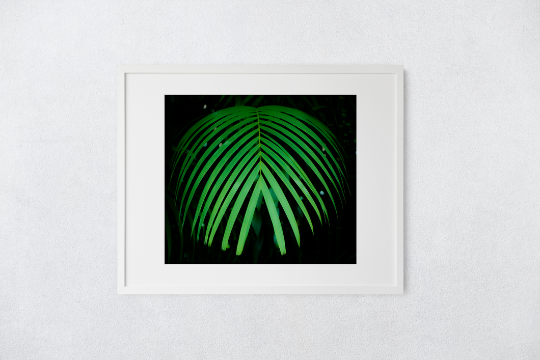 Green Palm Frond, dark background, Rainforest, Oahu, Hawaii, Matted Photo Print, Image