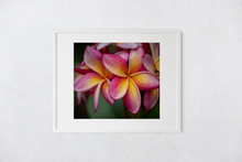 Load image into Gallery viewer, Pink, Yellow, Plumeria, Flowers, Petals, Oahu, Hawaii, Matted Photo Print, Image
