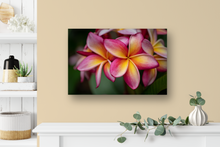 Load image into Gallery viewer, Pink, Yellow, Plumeria, Flowers, Petals, Oahu, Hawaii, Metal Art Print, Entryway Interior, Image
