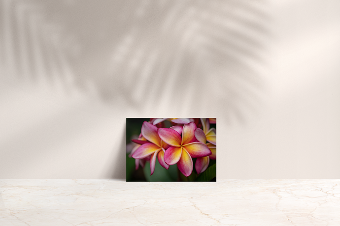 Pink, Yellow, Plumeria, Flowers, Petals, Oahu, Hawaii, Folded Note Card, Image