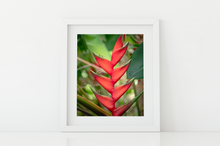 Load image into Gallery viewer, Red heliconias, lush green jungle foliage, Oahu, Hawaii, Matted Photo Print, Image
