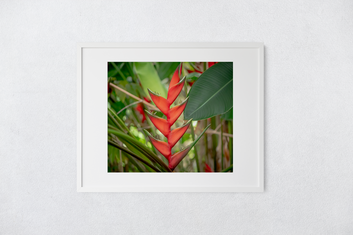 Red heliconias, lush green jungle foliage, Oahu, Hawaii, Matted Photo Print, Image